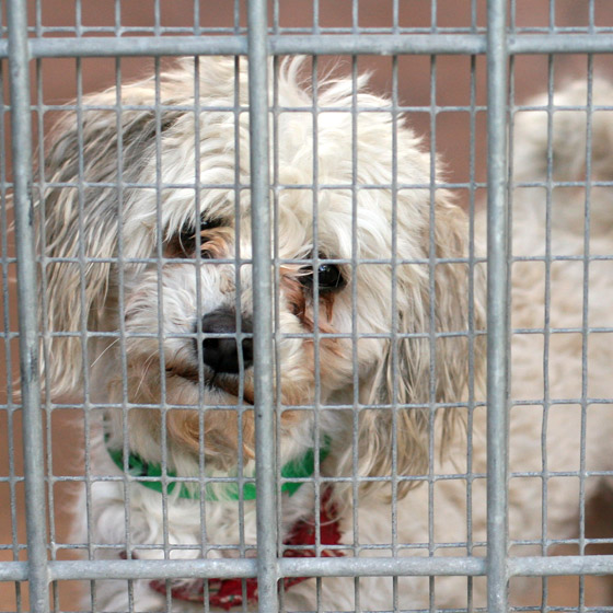 Sad Dog in Cage
